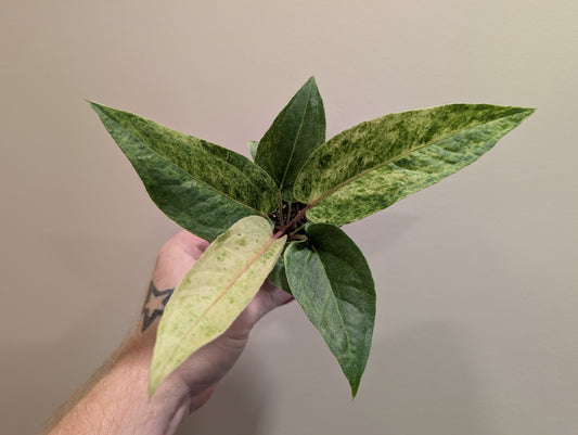 Anthurium renaissance variegata 6cm