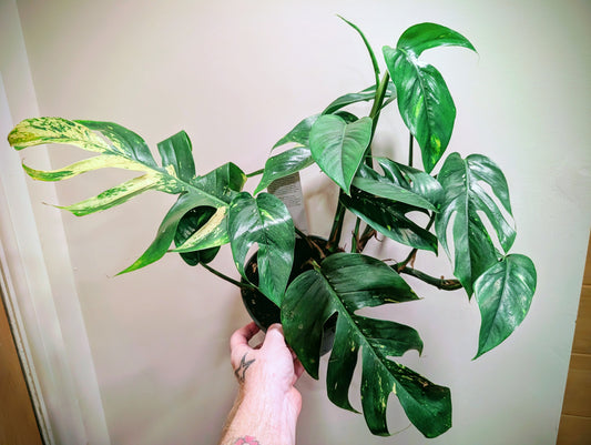 Epipremnum pinnatum Cintho Goldfinger 17cm