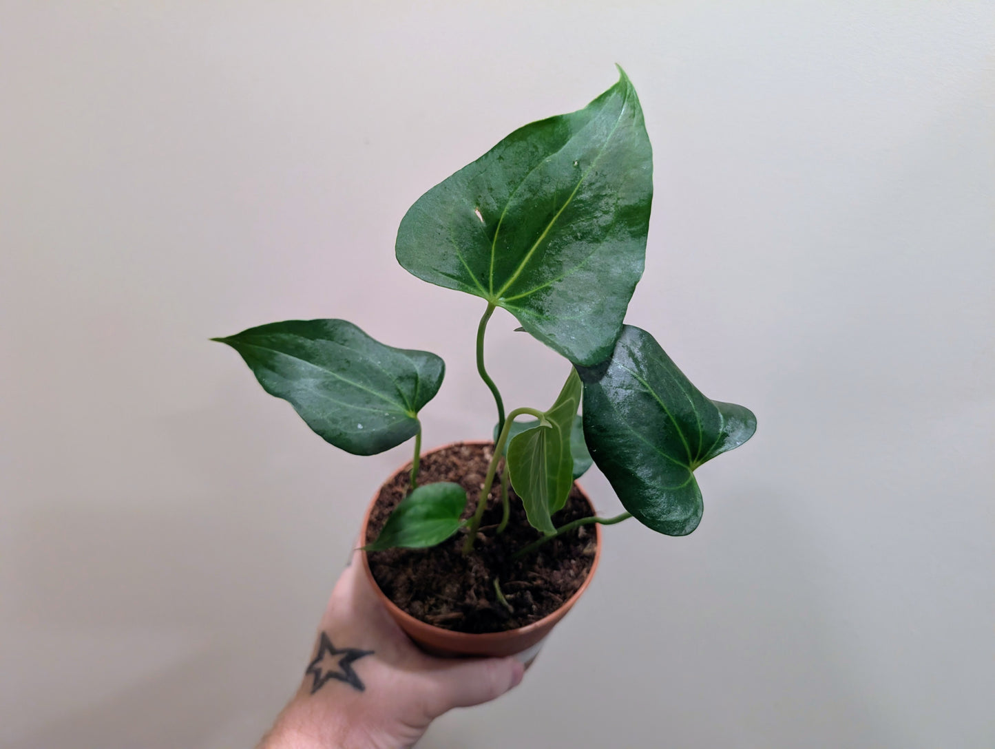 Anthurium Clarinervium x Pedatoradiatum 12cm
