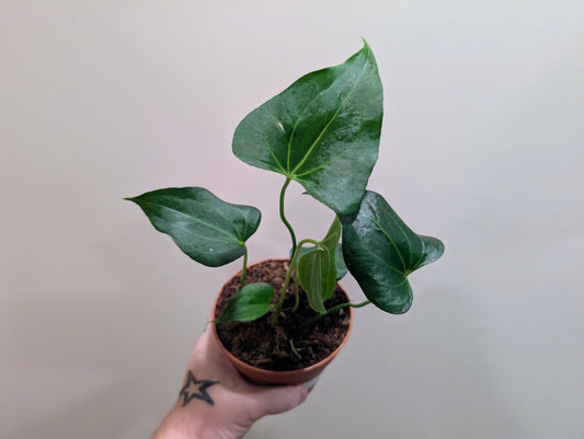 Anthurium Clarinervium x Pedatoradiatum 12cm