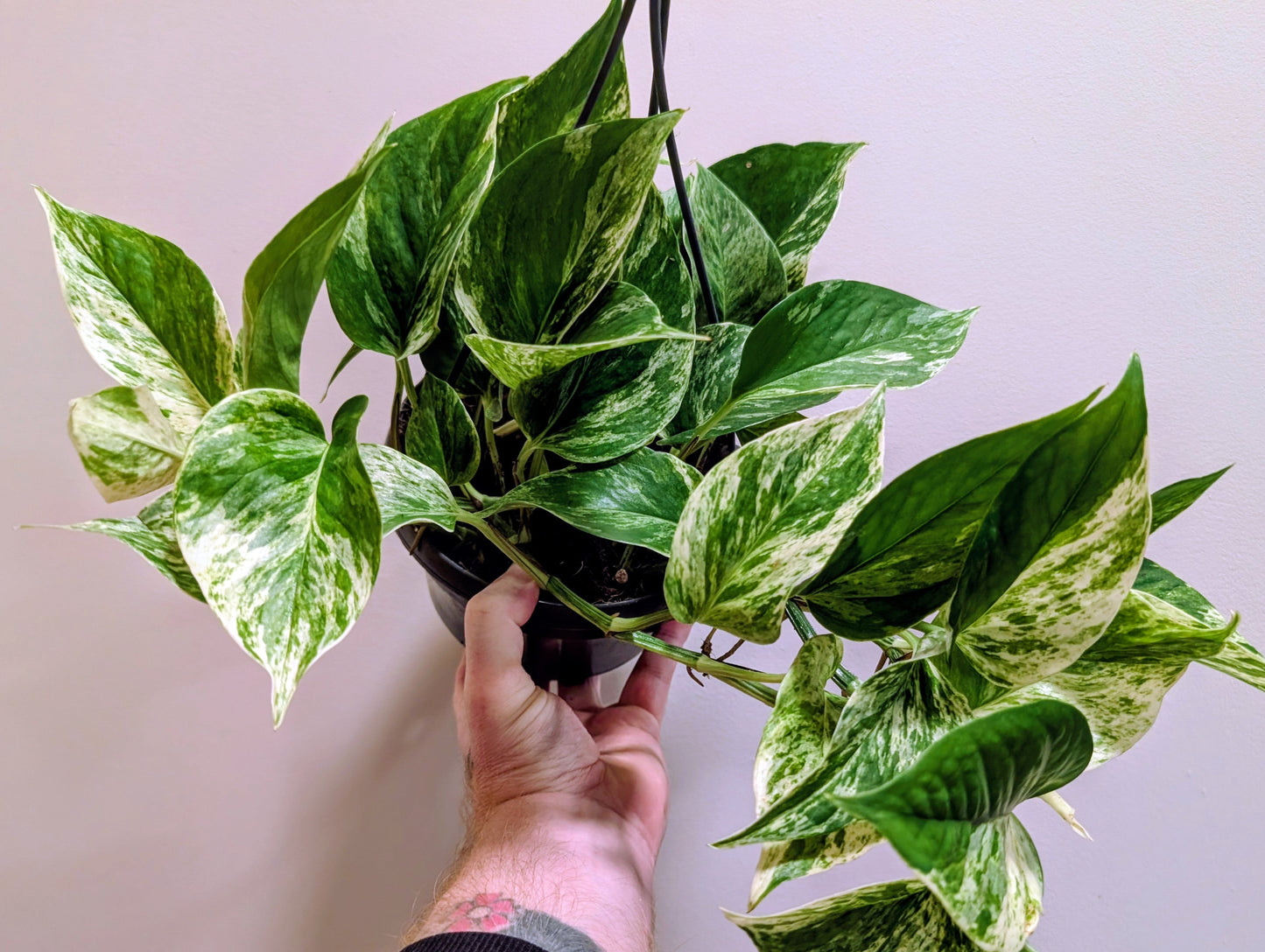 Epipremnum Marble Queen Pothos 15cm