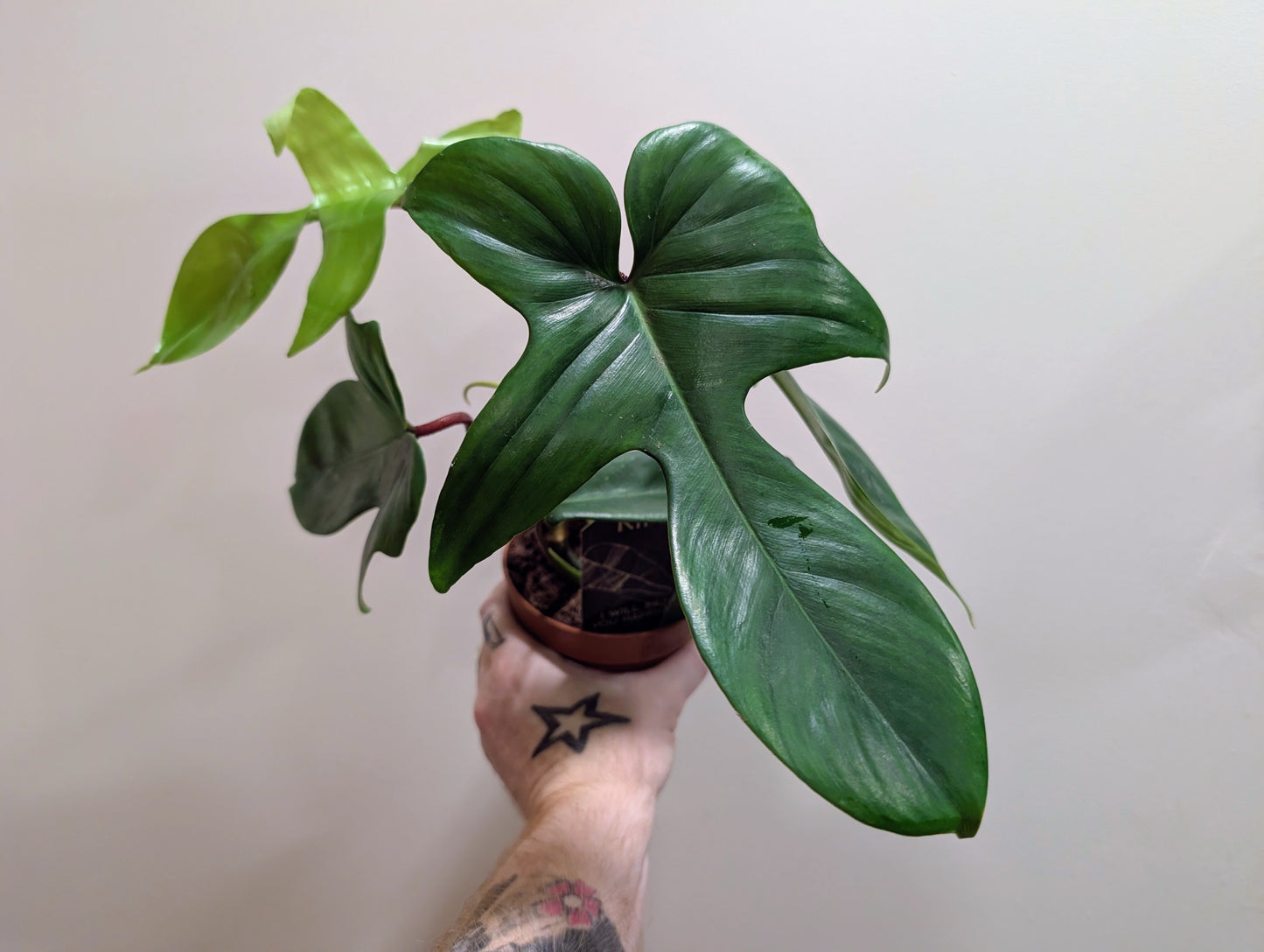 Philodendron Florida Green 12cm