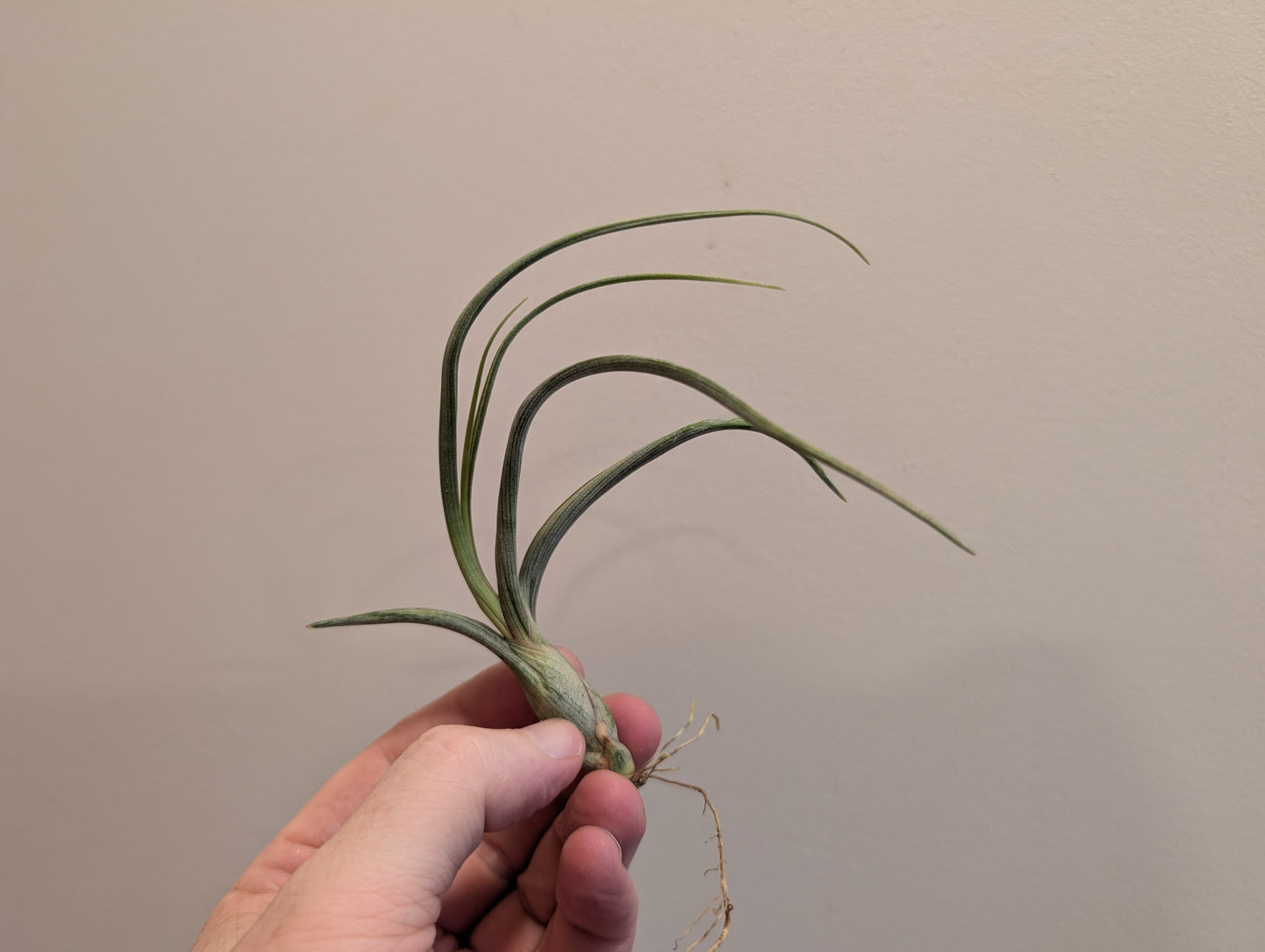 Mixed Airplants