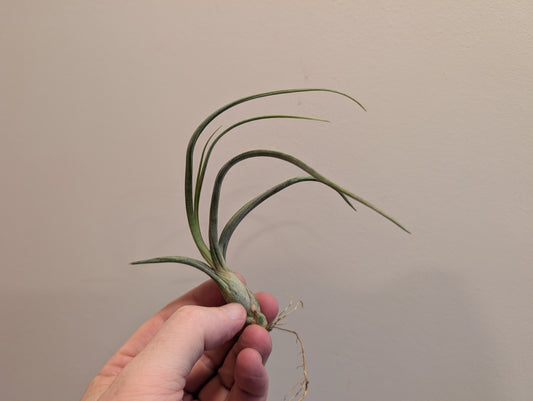 Mixed Airplants