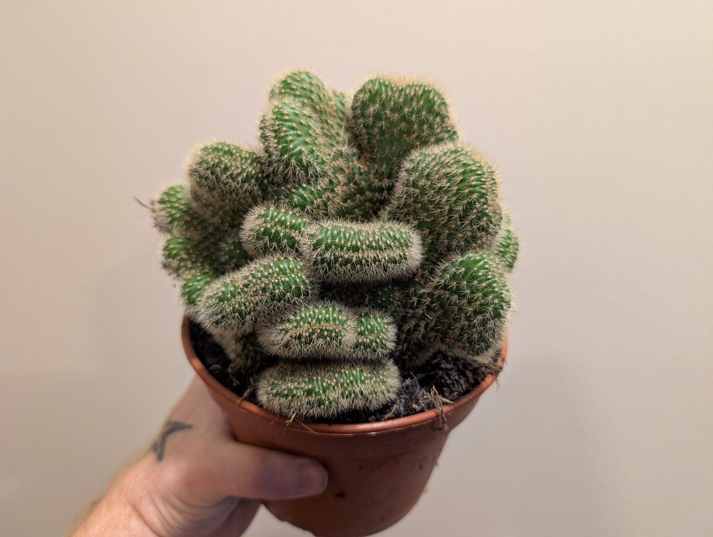 Cactus Mix 15cm (4 variations)