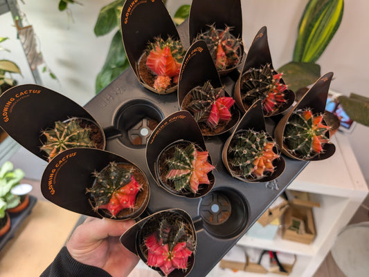 Gymnocalycium Mihanovichii Glow 6cm