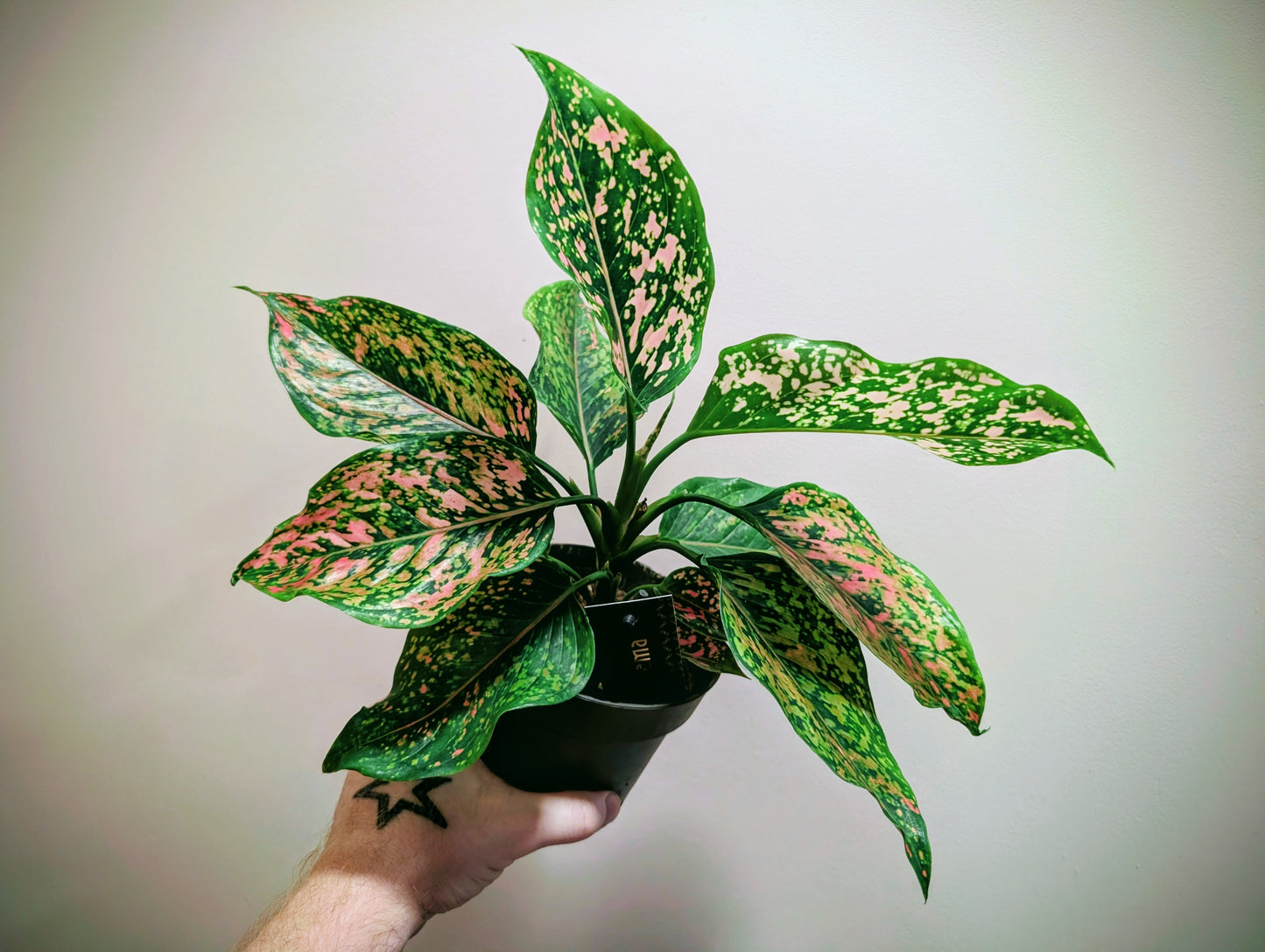 Aglaonema Pink Leopard 12cm