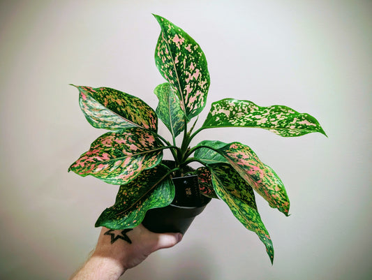 Aglaonema Pink Leopard 12cm Pre Order
