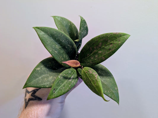 Hoya wibergiae 6cm pot
