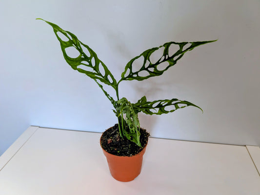 Monstera Obliqua Peru 12cm