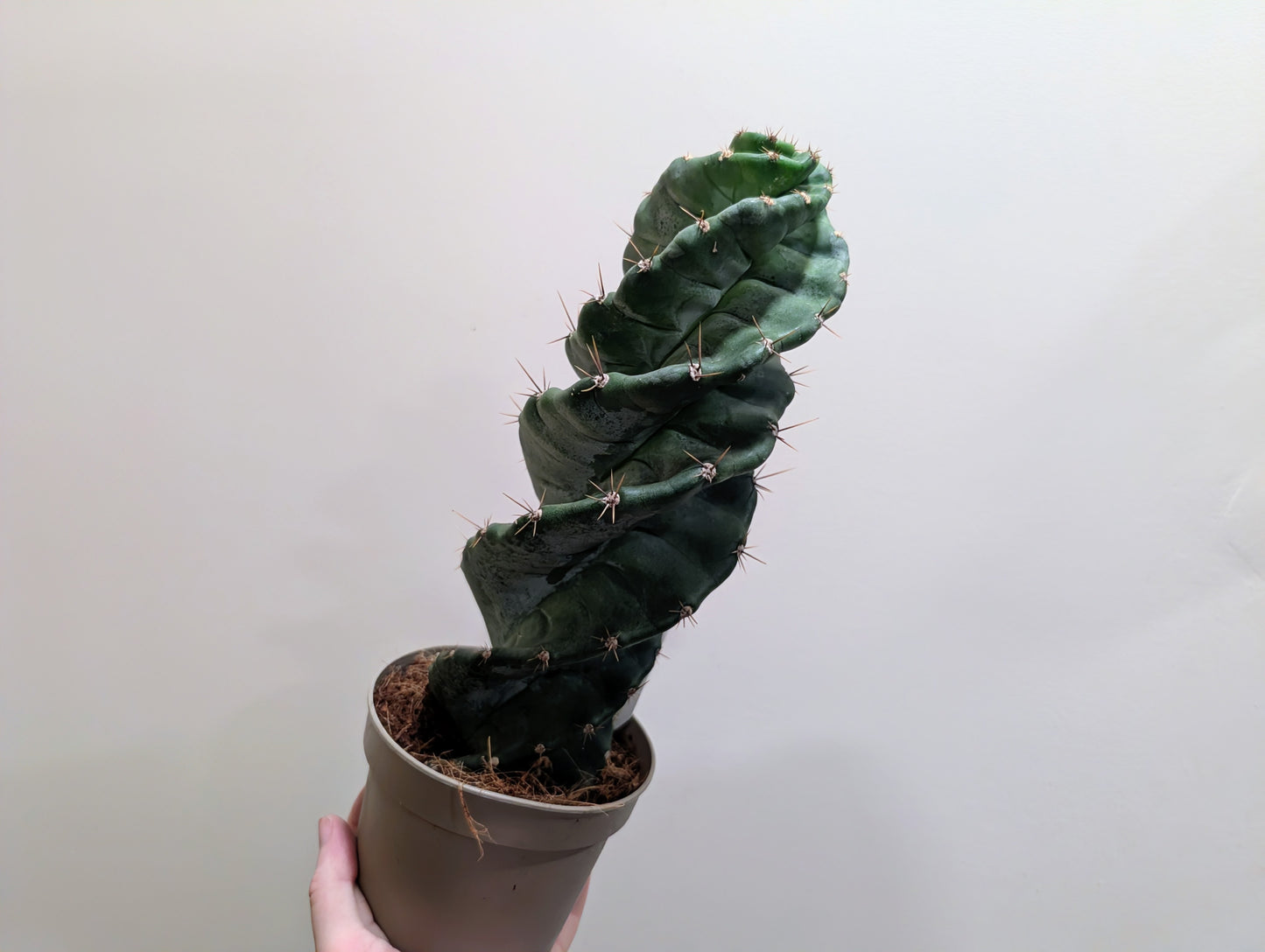 Cactus Cereus 12cm