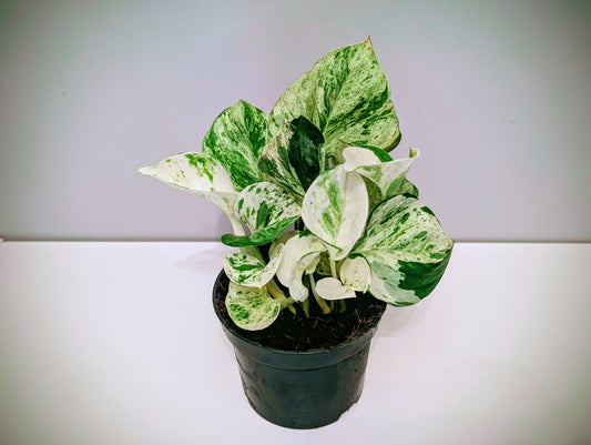 Epipremnum pinnatum Happy Leaf 12cm