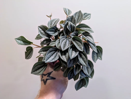 Peperomia Napoli Nights 7cm