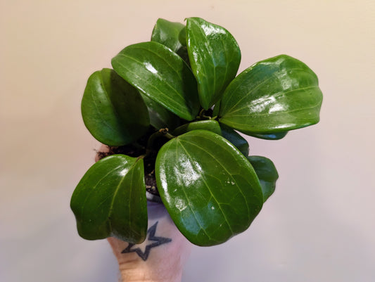 Hoya Quinquenervia 12cm