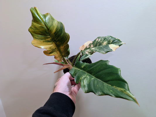 Philodendron Caramel Marble 12cm