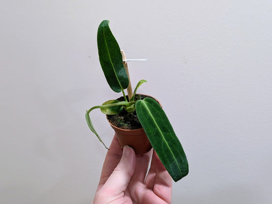 Anthurium Warocqueanum 6cm