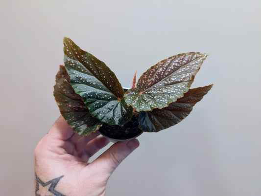 Begonia Pink Spot 6cm