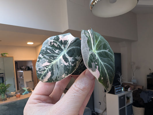 Alocasia Black Velvet Pink Variegated 6cm