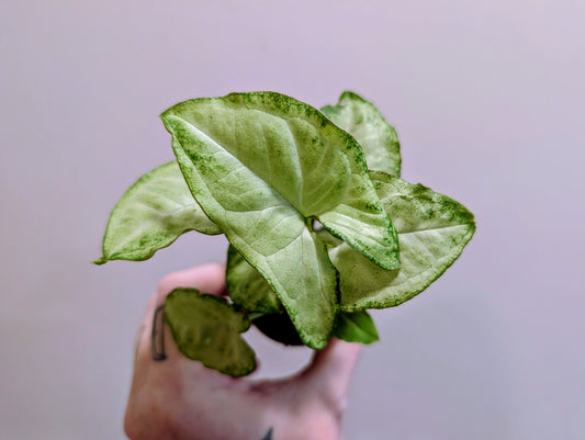 Syngonium White Butterfly 5.5cm