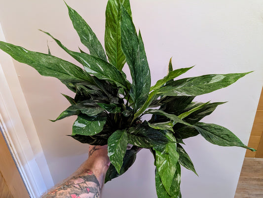 Spathiphyllum Diamond Peace Lily 17cm