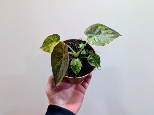 Alocasia Wentii Aurea 10.5cm Pre Order