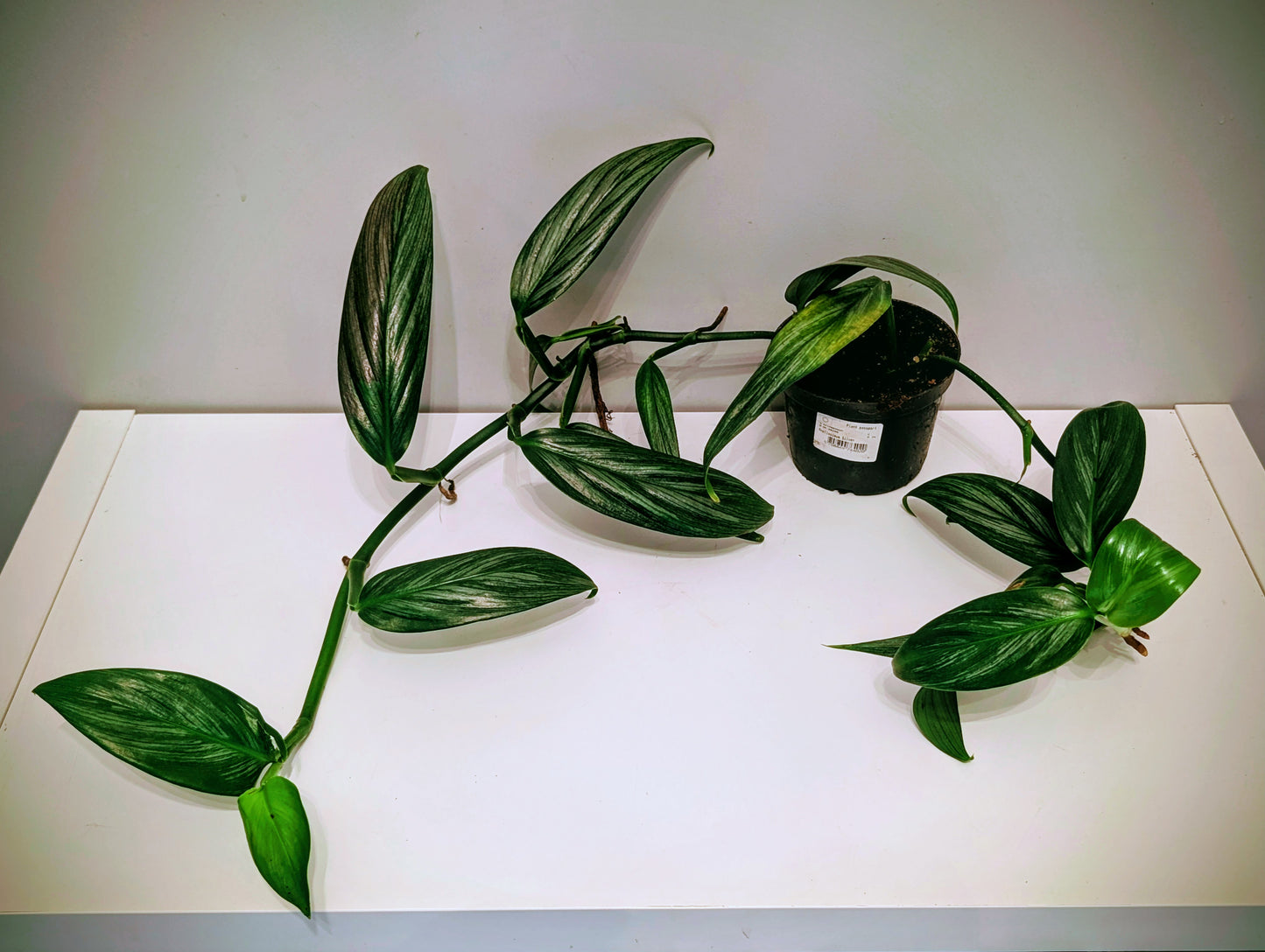 Epipremnum Amplissimum 12cm