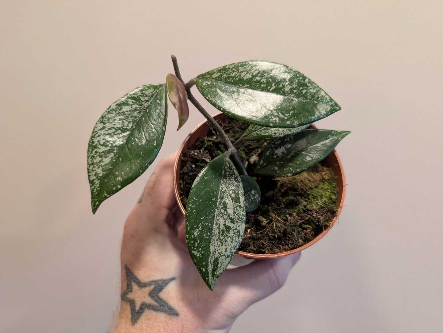 Hoya stardust 10.5cm Grade B