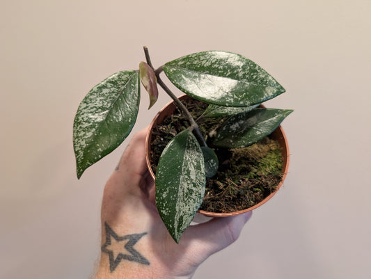 Hoya stardust 10.5cm Grade B