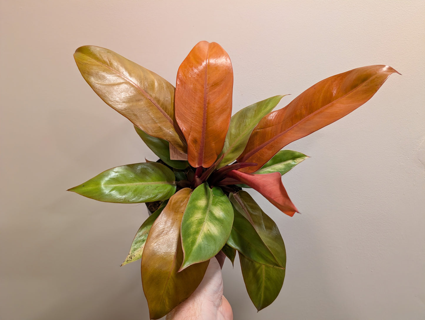 Philodendron Prince of Orange 14cm