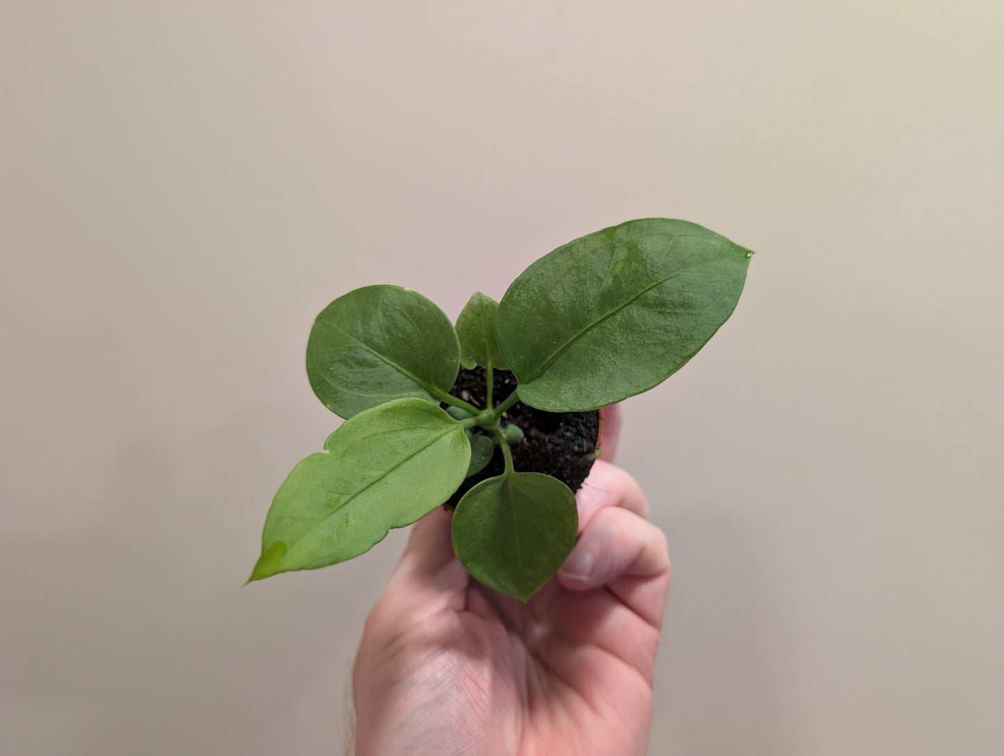 Anthurium vittarifolium 6cm