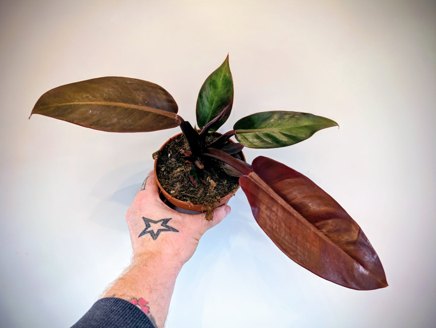 Philodendron Mccolleys Finale 12cm