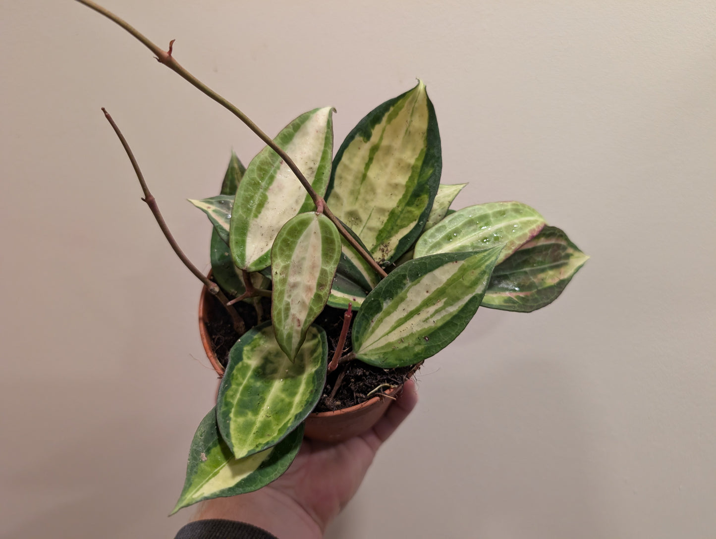 Hoya latifolia Pot of Gold 12cm