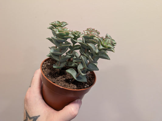 Crassula Perforata Giant Form - String of Buttons 10cm