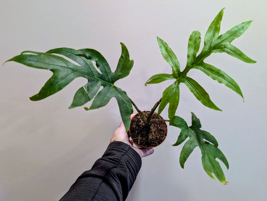 Alocasia Brancifolia 9cm