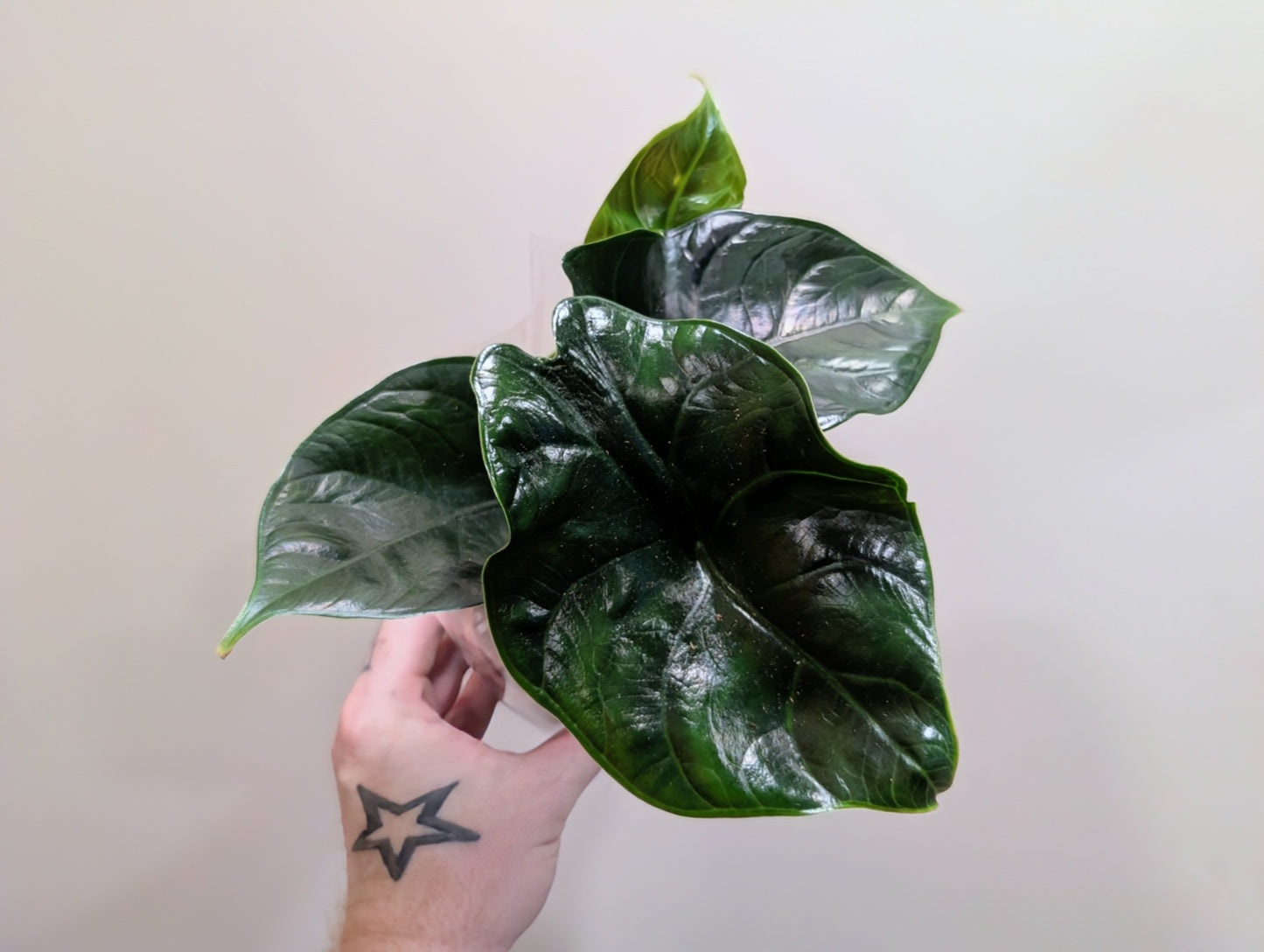 Alocasia Green Unicorn 9cm