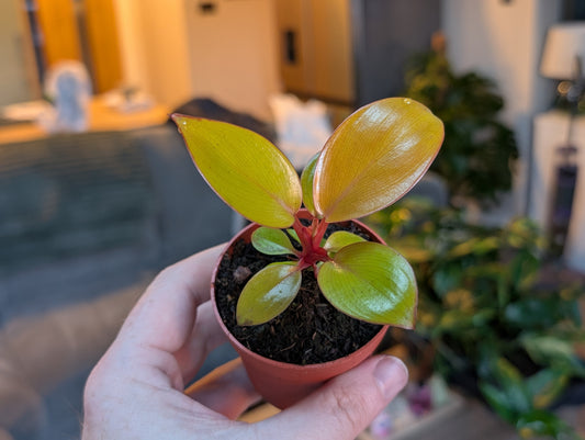 Philodendron Mars 7cm