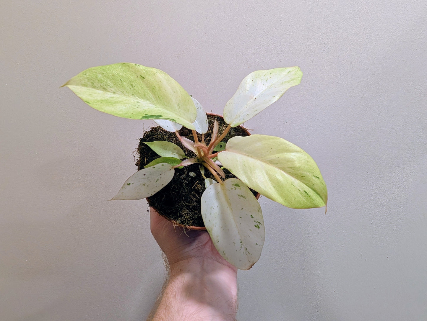 Philodendron Snowdrift 12cm