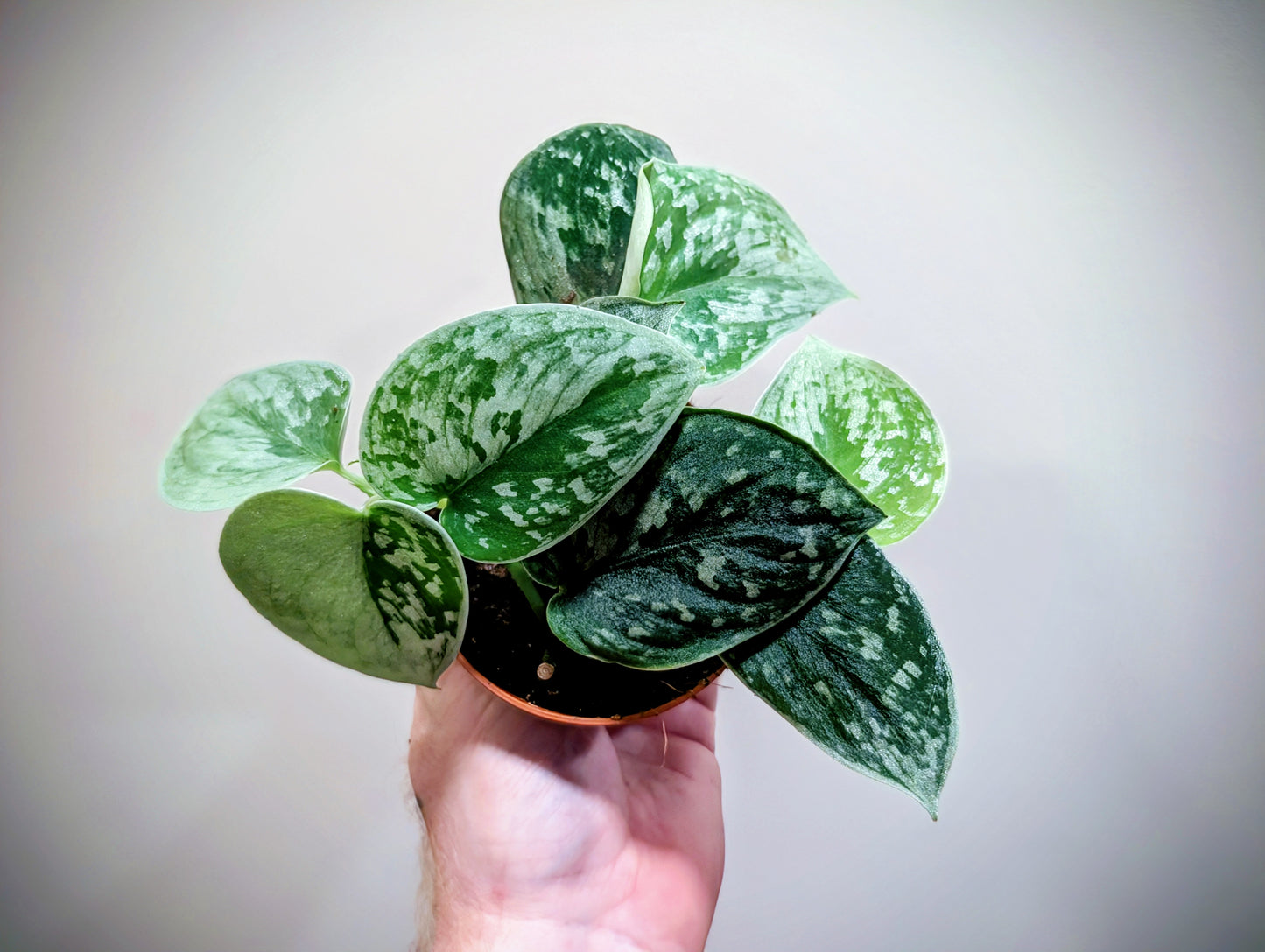 Scindapsus Pictus Silvery Ann 8.5cm