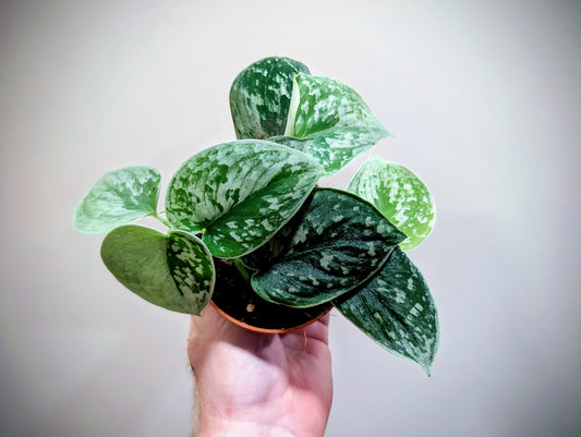 Scindapsus Pictus Silvery Ann 8.5cm