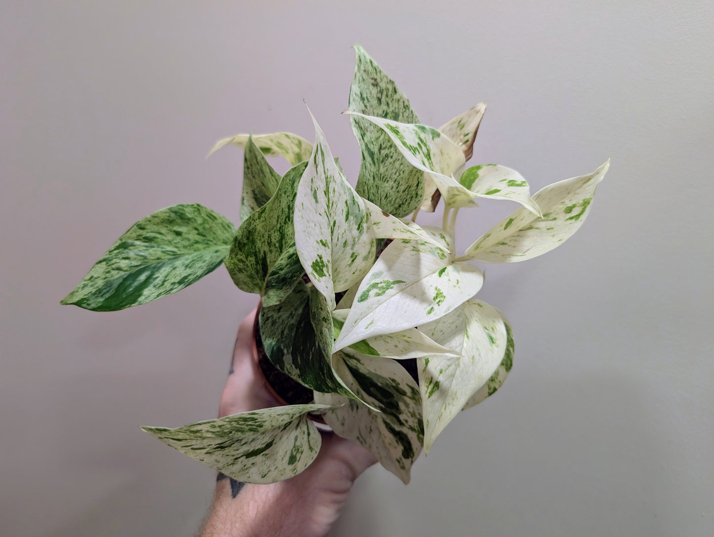Epipremnum Snow Leopard Pothos 12cm