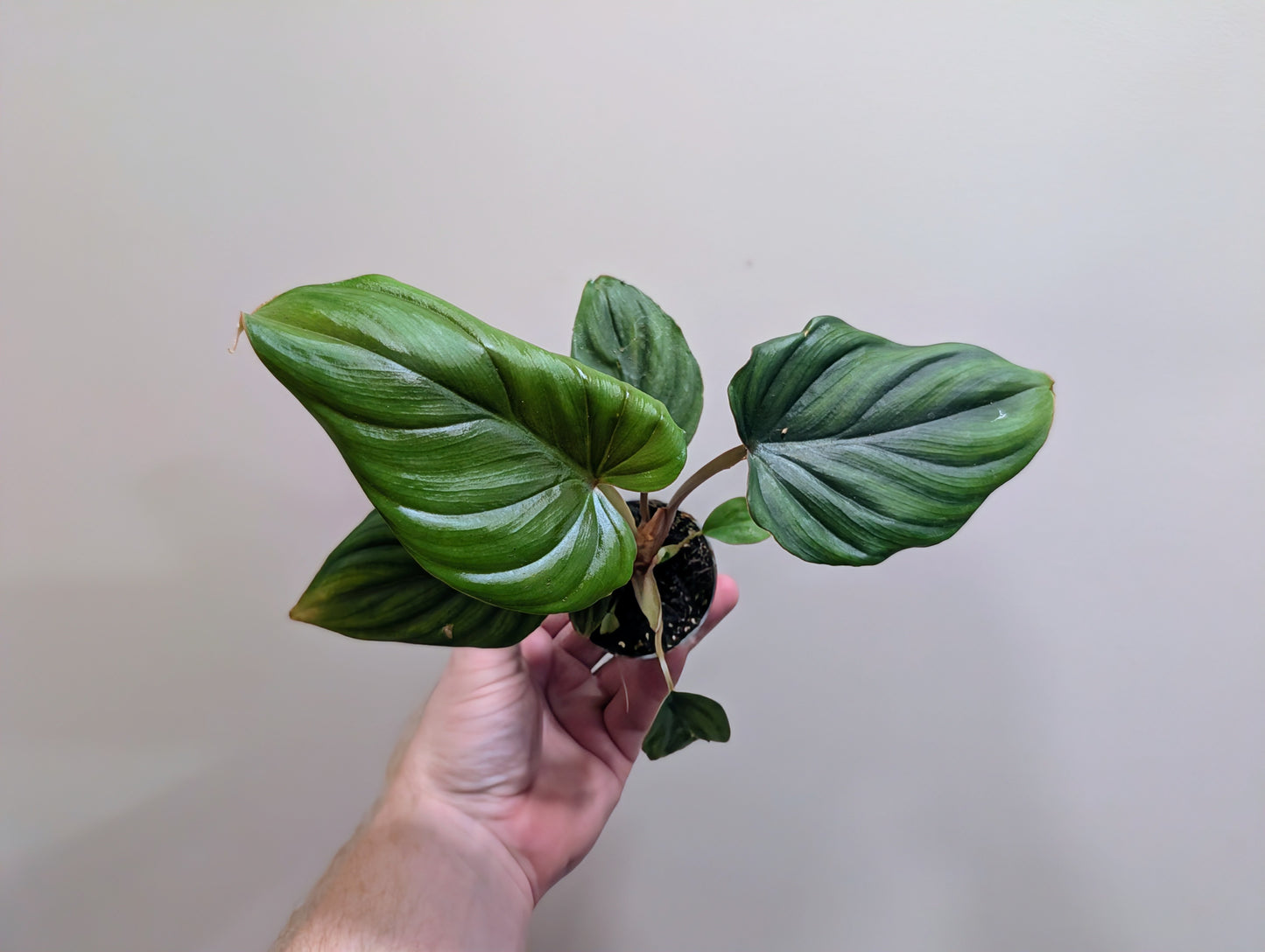 Philodendron Mamei 6cm