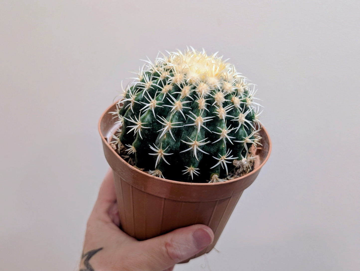 Echinocactus Brevispina Barrel Cactus 12cm