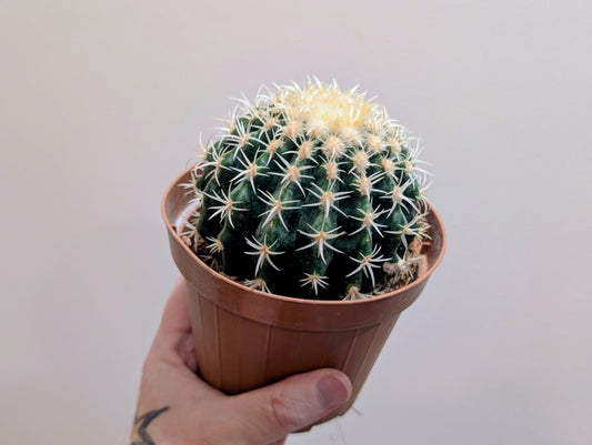 Echinocactus Brevispina Barrel Cactus 12cm