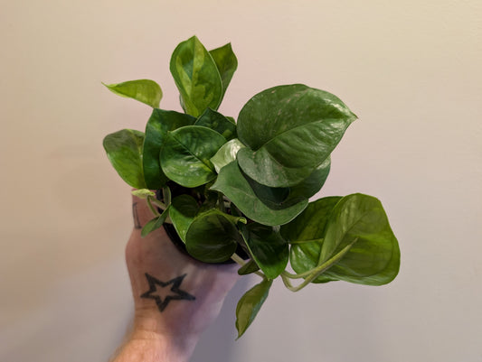 Epipremnum pinnatum Global Green 12cm