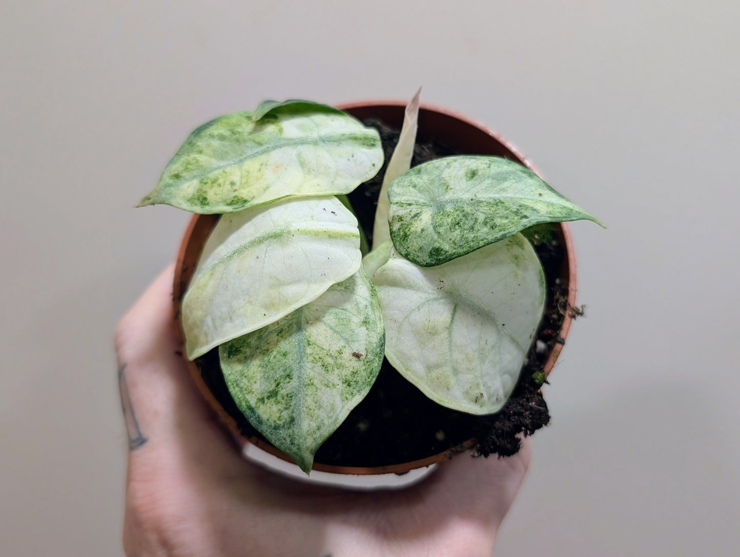 Alocasia Ninja Tricolour 10.5cm