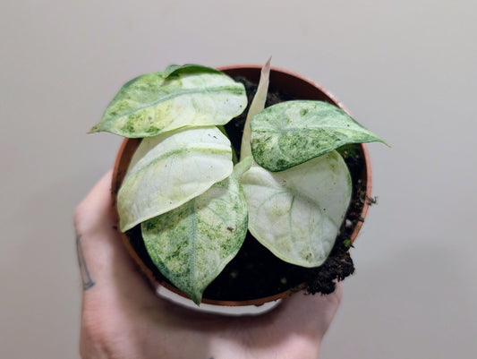 Alocasia Ninja Tricolour 10.5cm