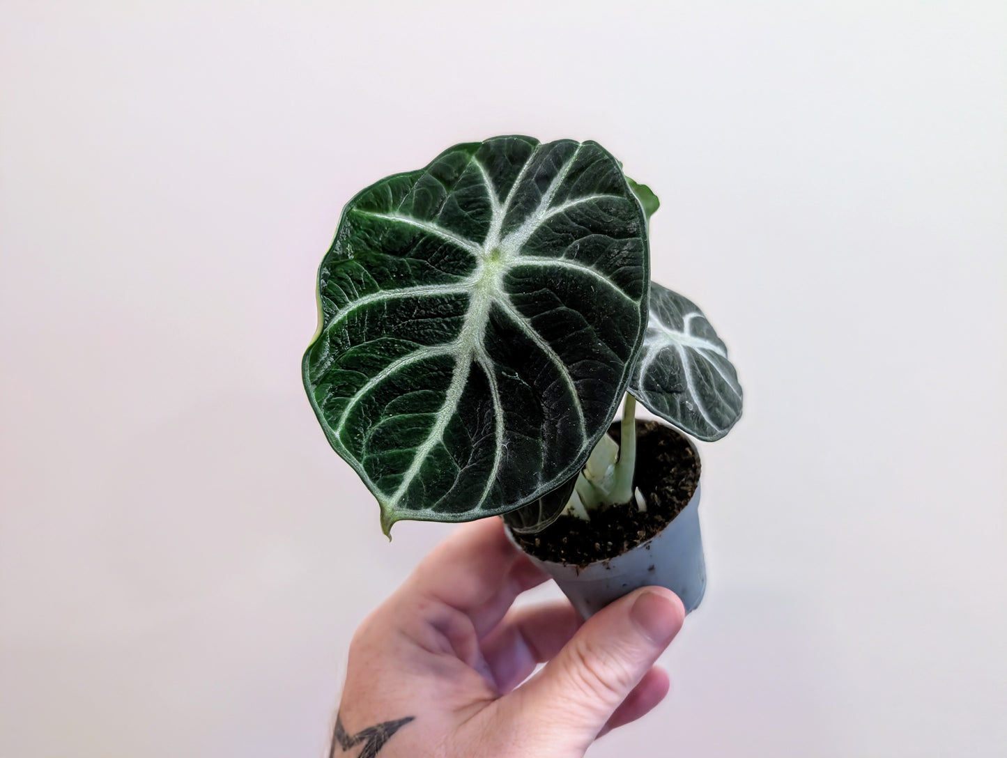 Alocasia Ninja 6cm