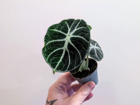 Alocasia Ninja 6cm