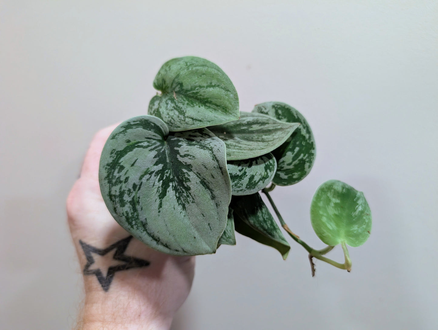 Scindapsus Nangga Seni 7cm