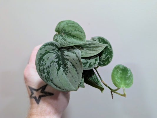 Scindapsus Nangga Seni 7cm